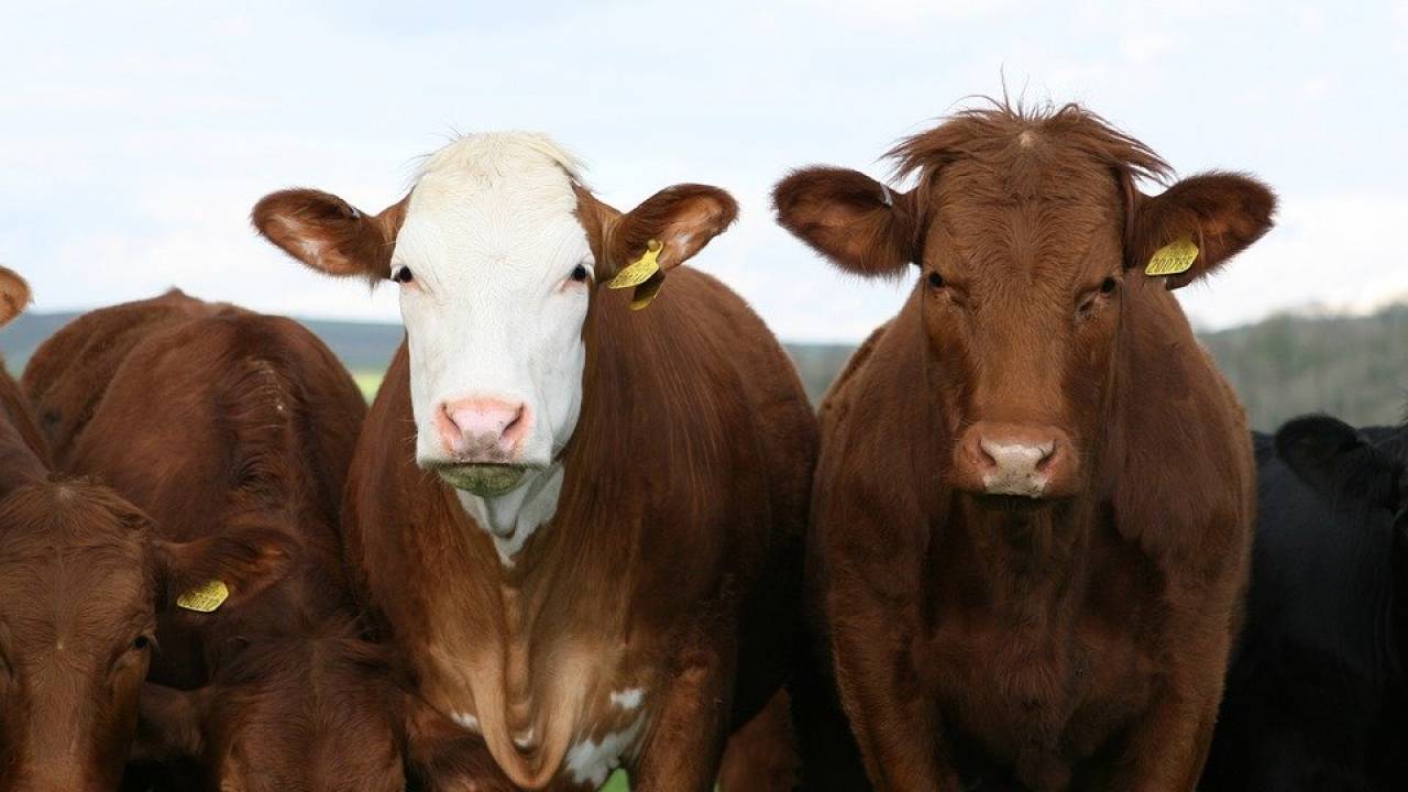 В СКО подтвердился факт бешенства у коров