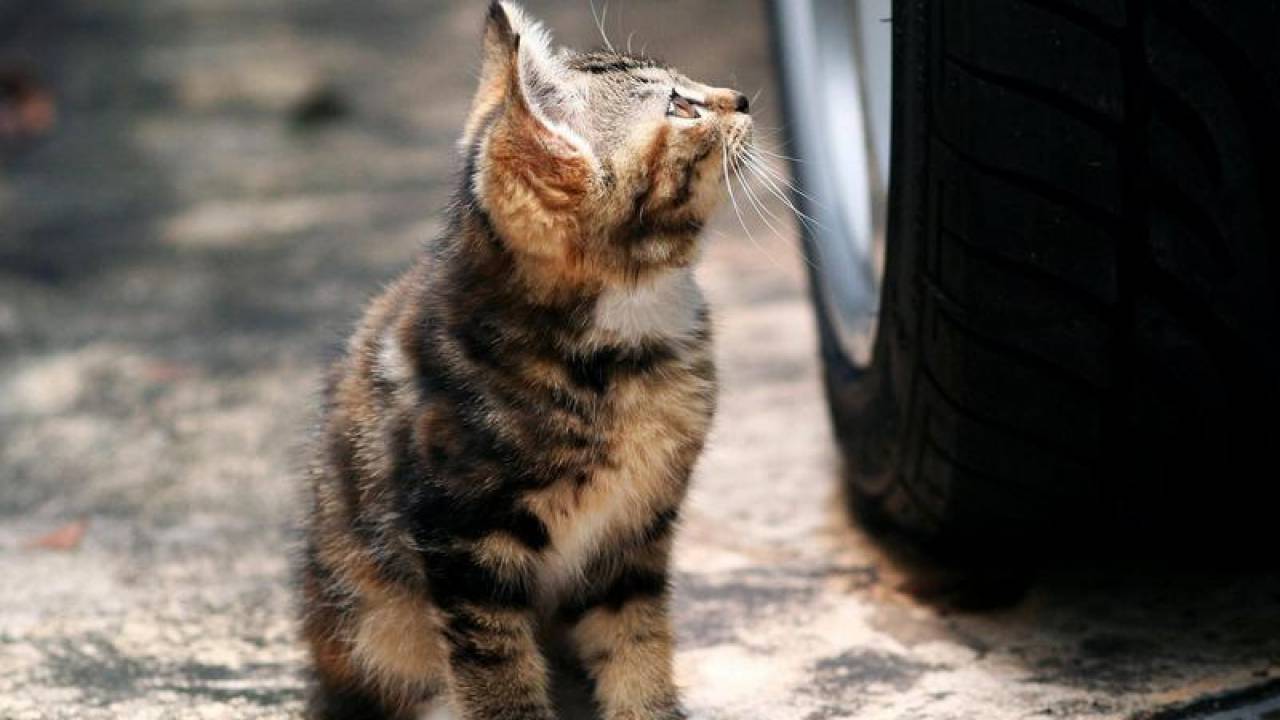 Водитель намеренно переехал котенка в Павлодаре