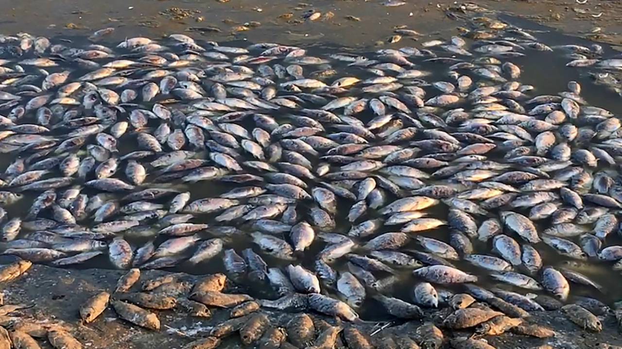 Выясняются причины массовой гибели рыбы в ВКО