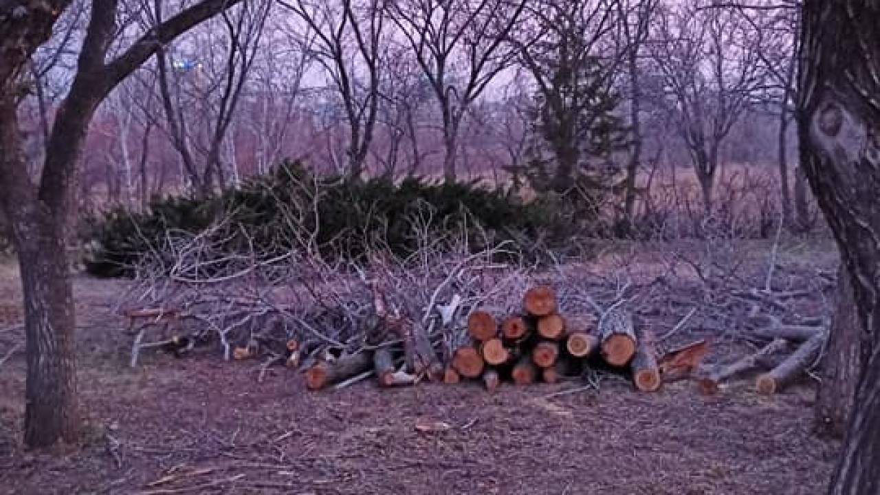 Зачем вырубили деревья в Центральном парке Нур-Султана