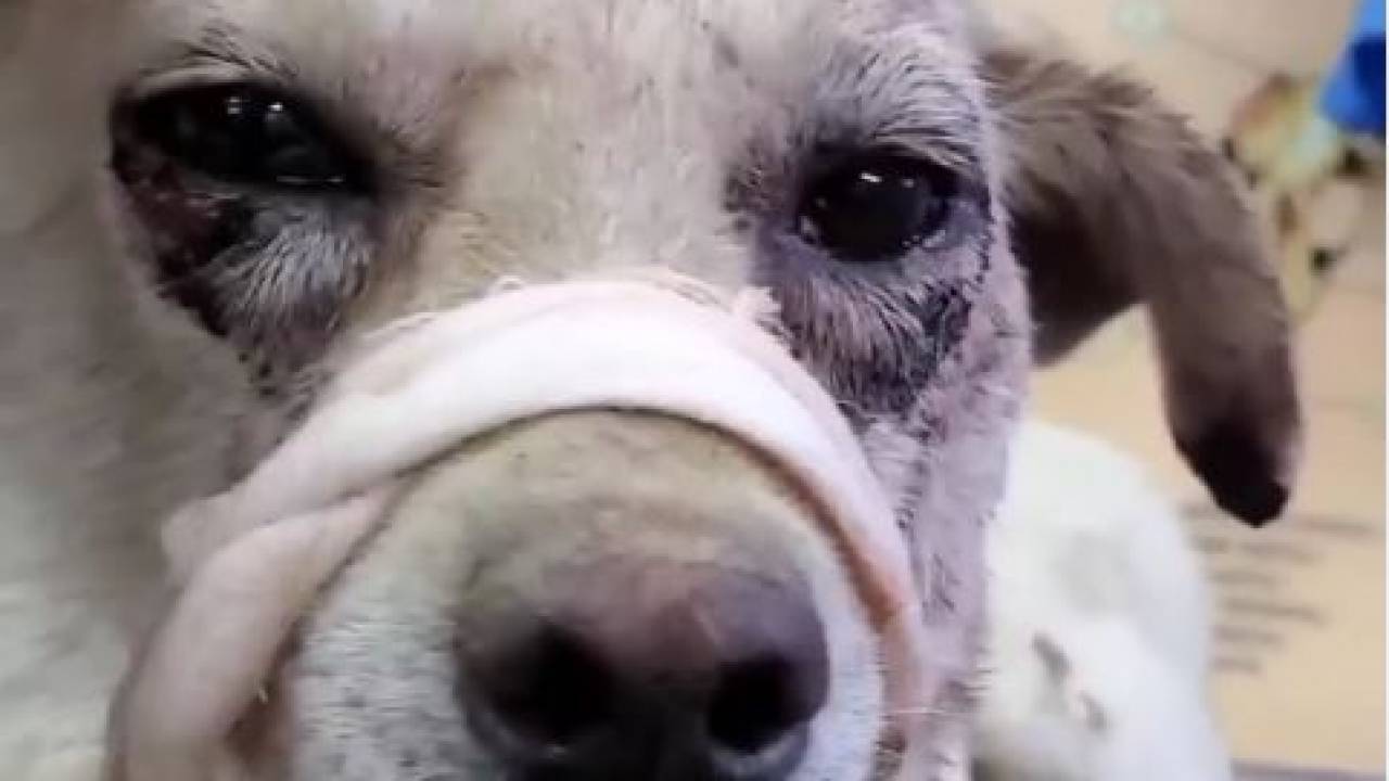 Била топором собаку на глазах у детей - жуткая история произошла в Алматинской области