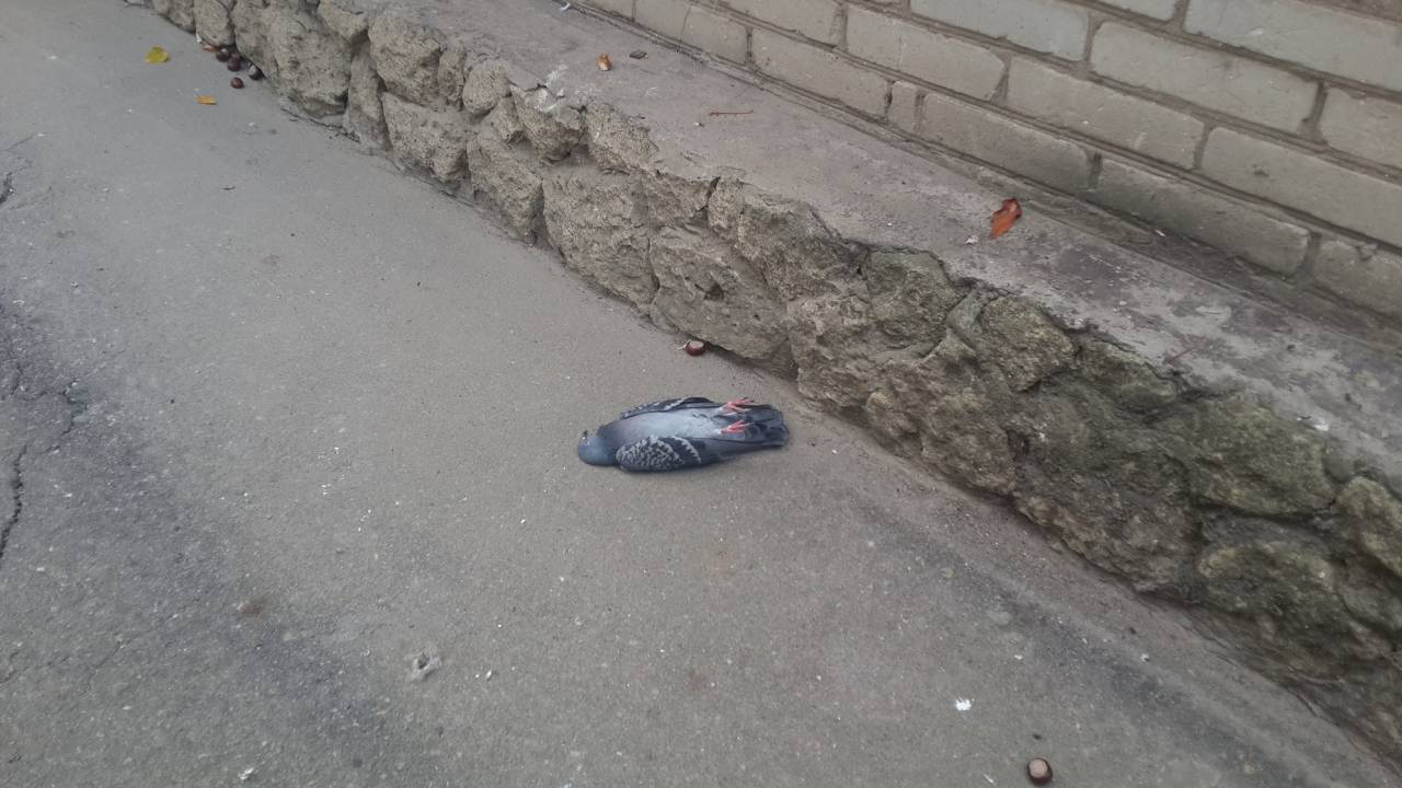 Более 20 мертвых голубей нашли в центре Алматы