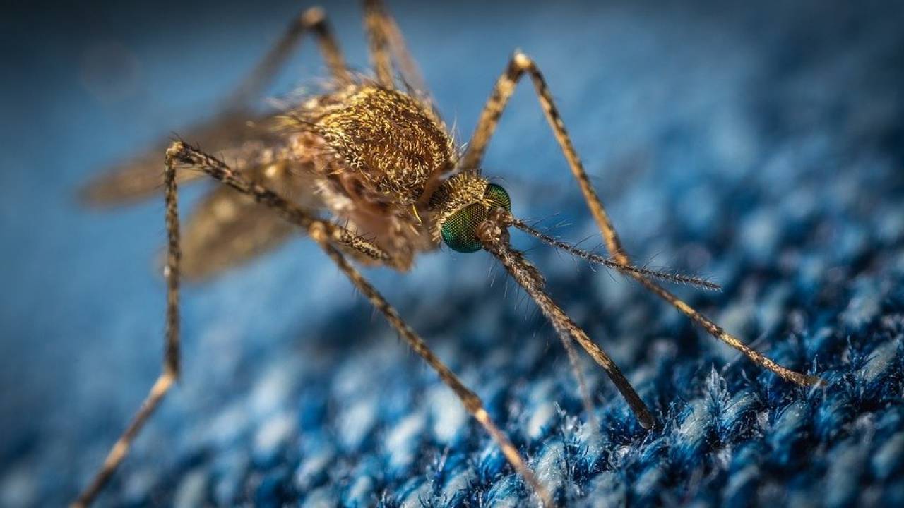 Казахстанцы переживают из-за комаров-разносчиков COVID-19