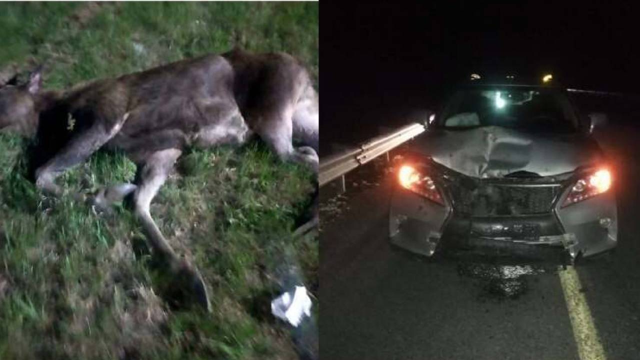 Лося и косулю насмерть сбили на трассе в Акмолинской области