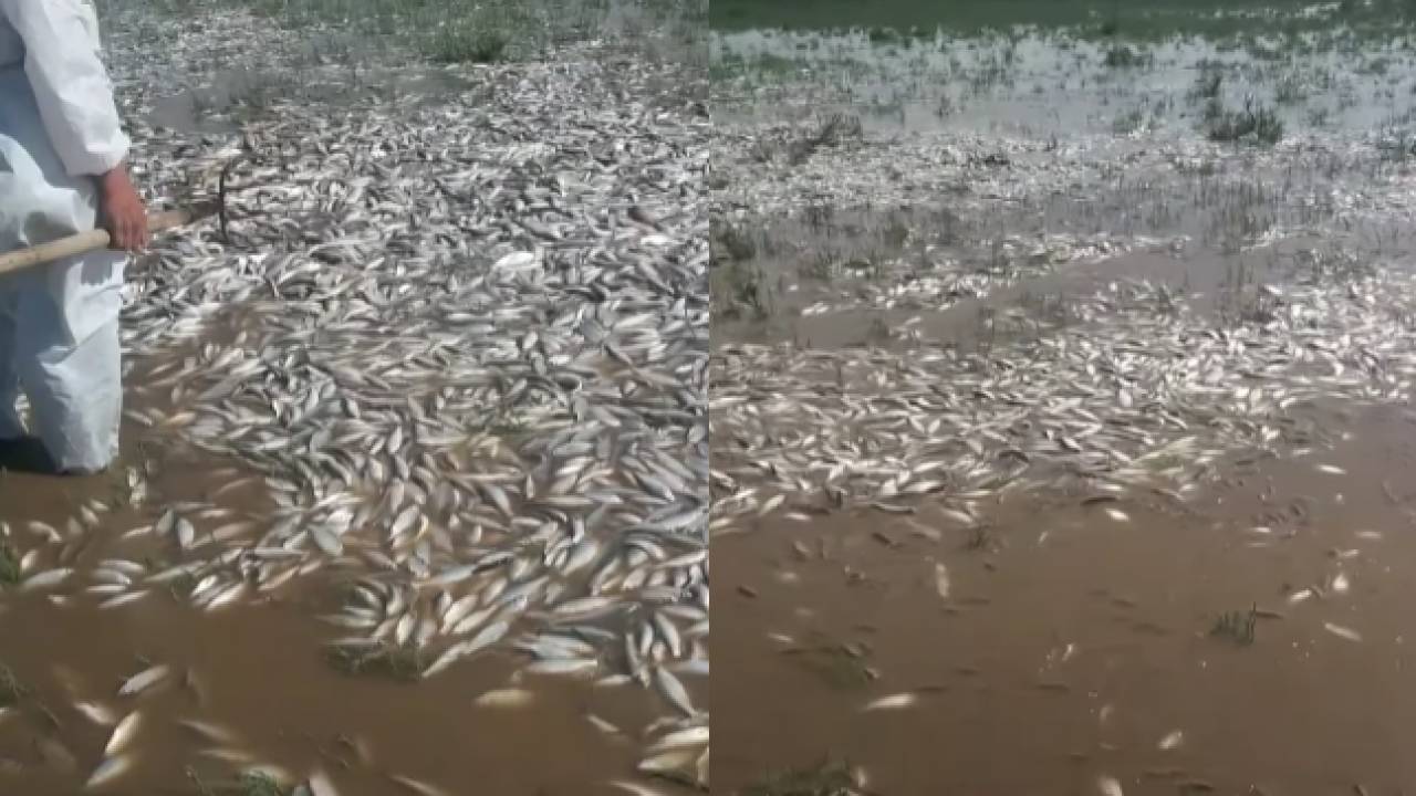На Урале массово гибнет рыба