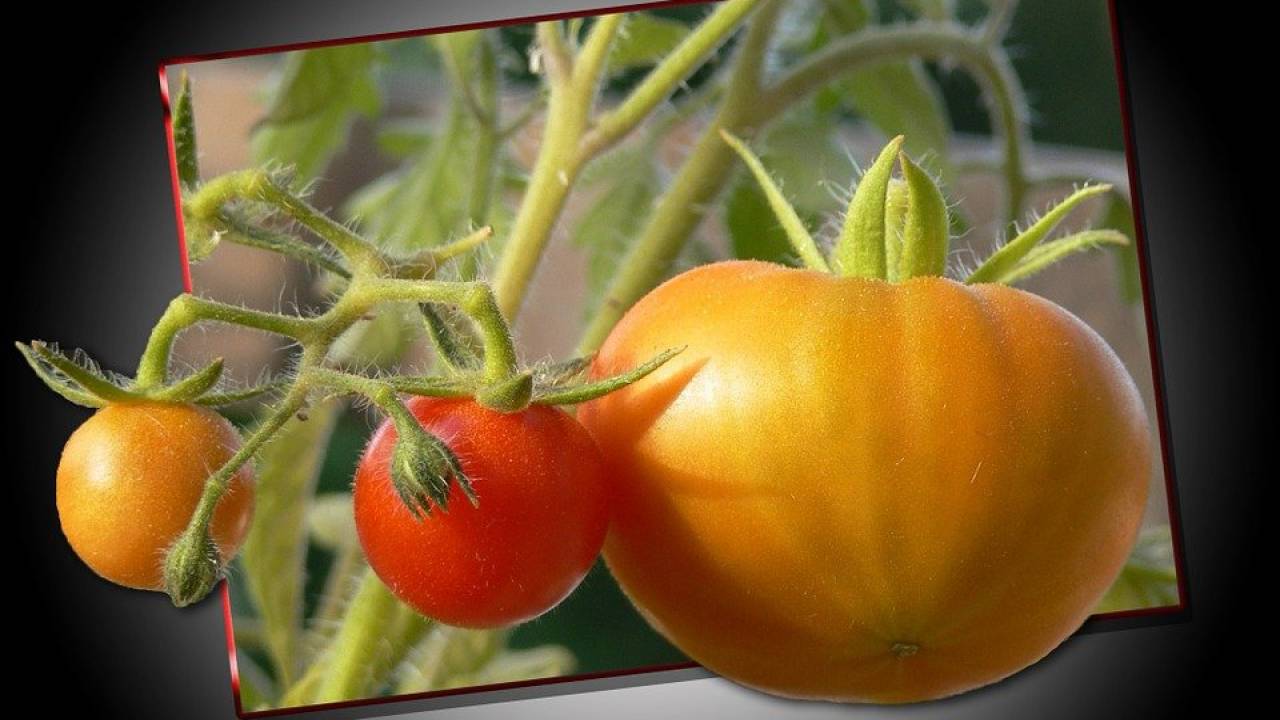 Опасный вирус томатов и перца выявлен в теплицах Туркестанской области