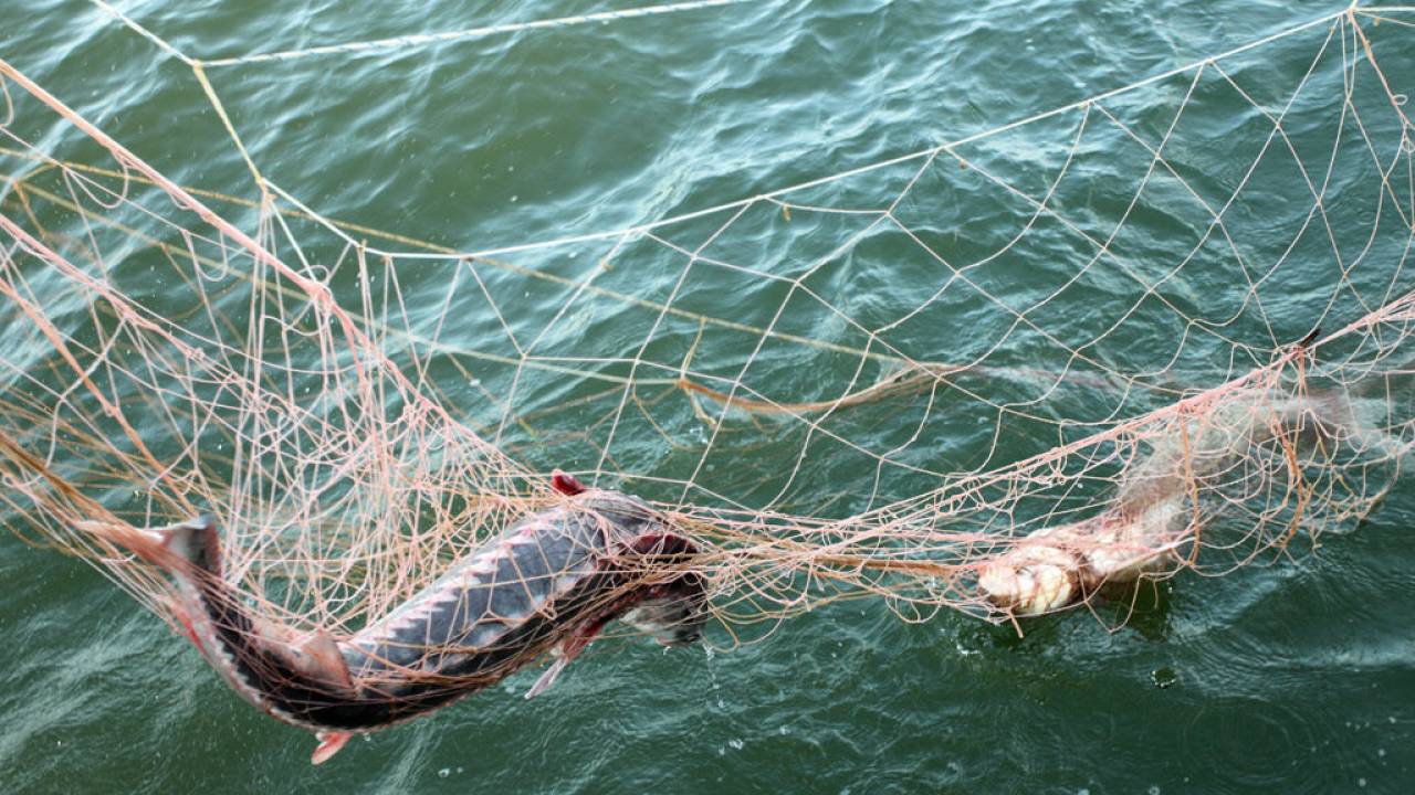 Почти 7 тонн незаконно добытой рыбы изъято с начала года в Алматинской области