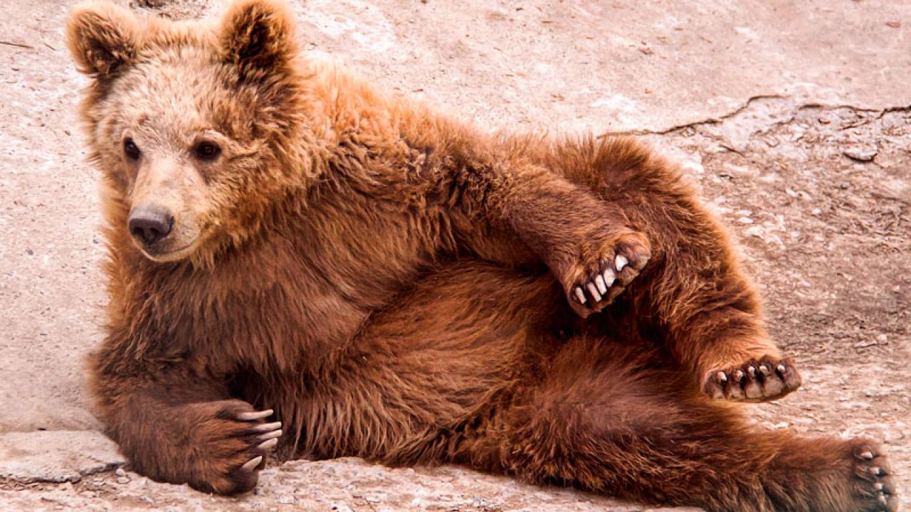 С редким медведем столкнулись альпинисты в горах Туркестанской области