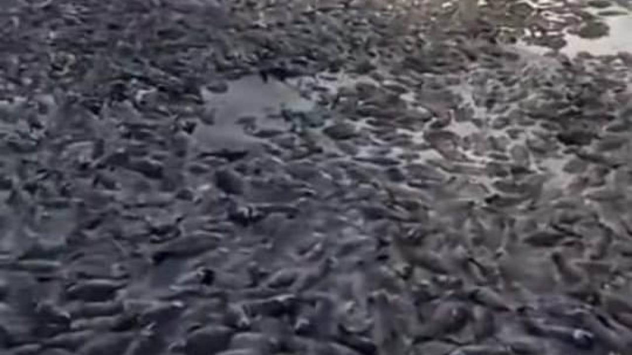 Сотни карасей и окуней погибли в озере близ Павлодара
