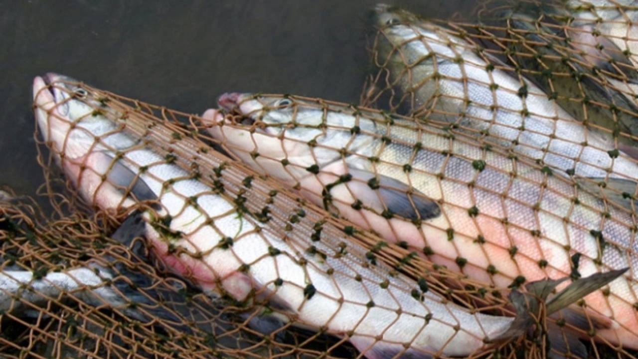 Спецоперация на Балхаше: изъято 6 тонн рыбы