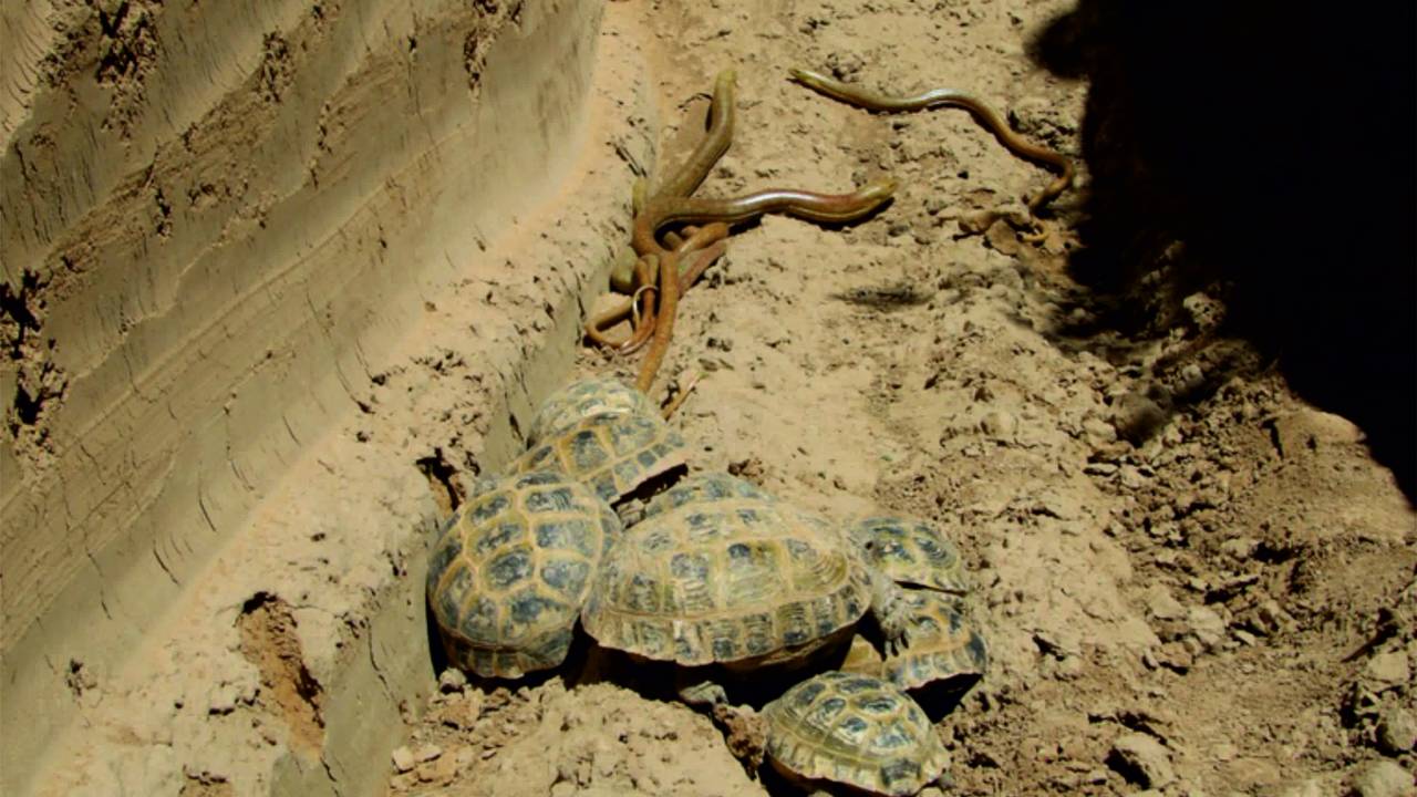 В искусственных траншеях Туркестанской области гибнут дикие животные