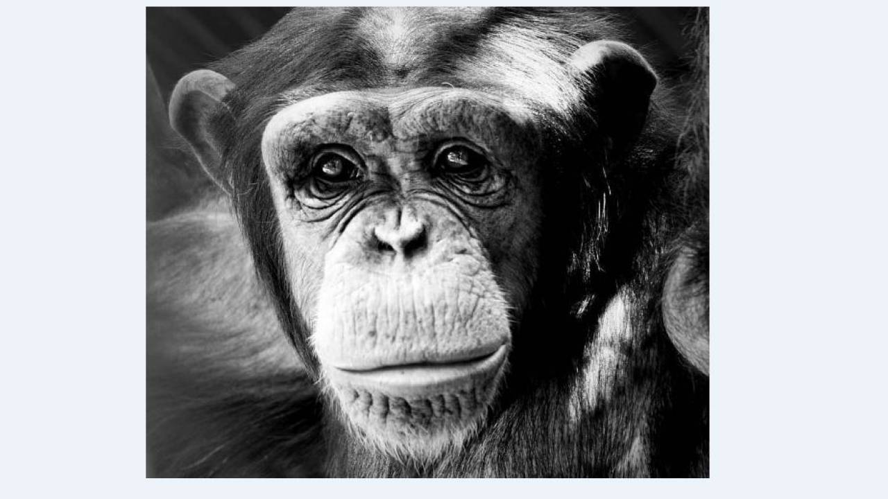 В зоопарке Алматы умерла шимпанзе Томирис