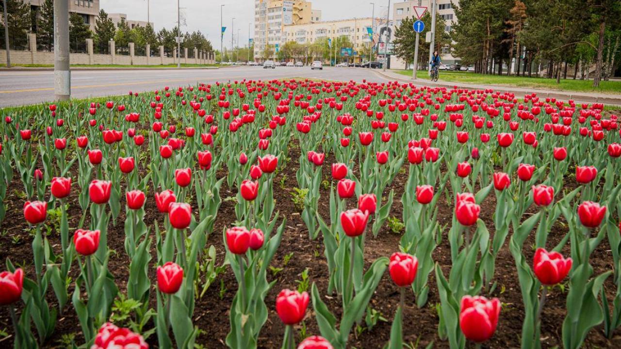 Впервые за 10 лет в Нур-Султане высадили тюльпаны