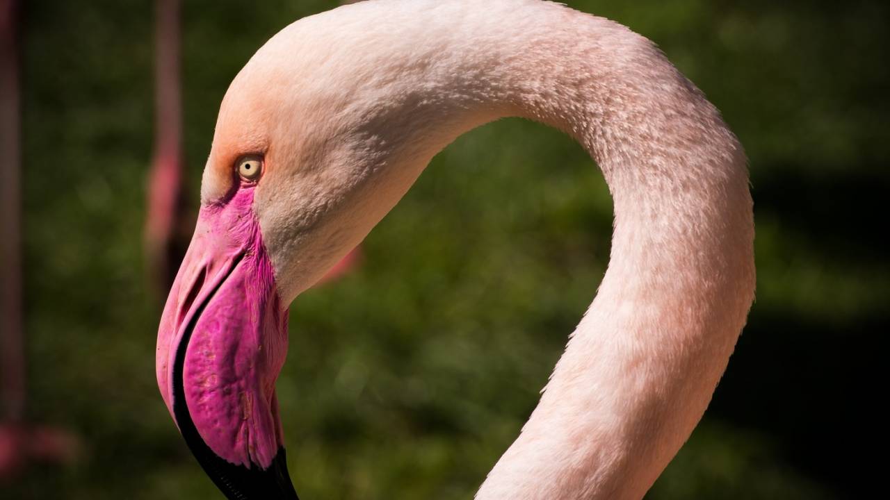 Заблудившийся фламинго попал на видео в Костанайской области