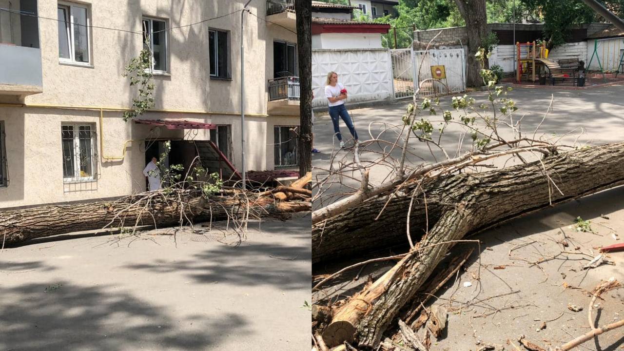 Дерево едва не упало на ребенка в Алматы