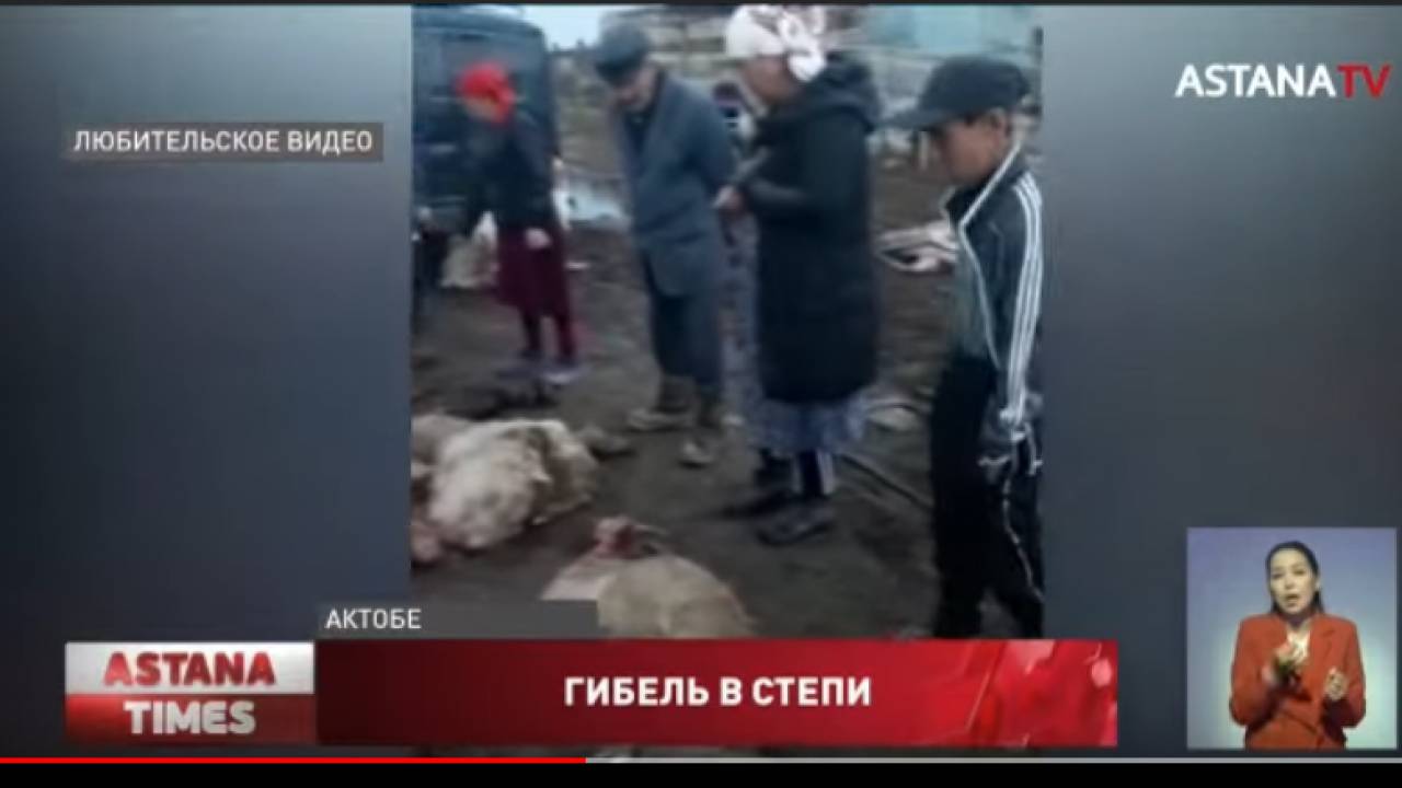 Домашний скот погиб под сильным градом в Актюбинской области