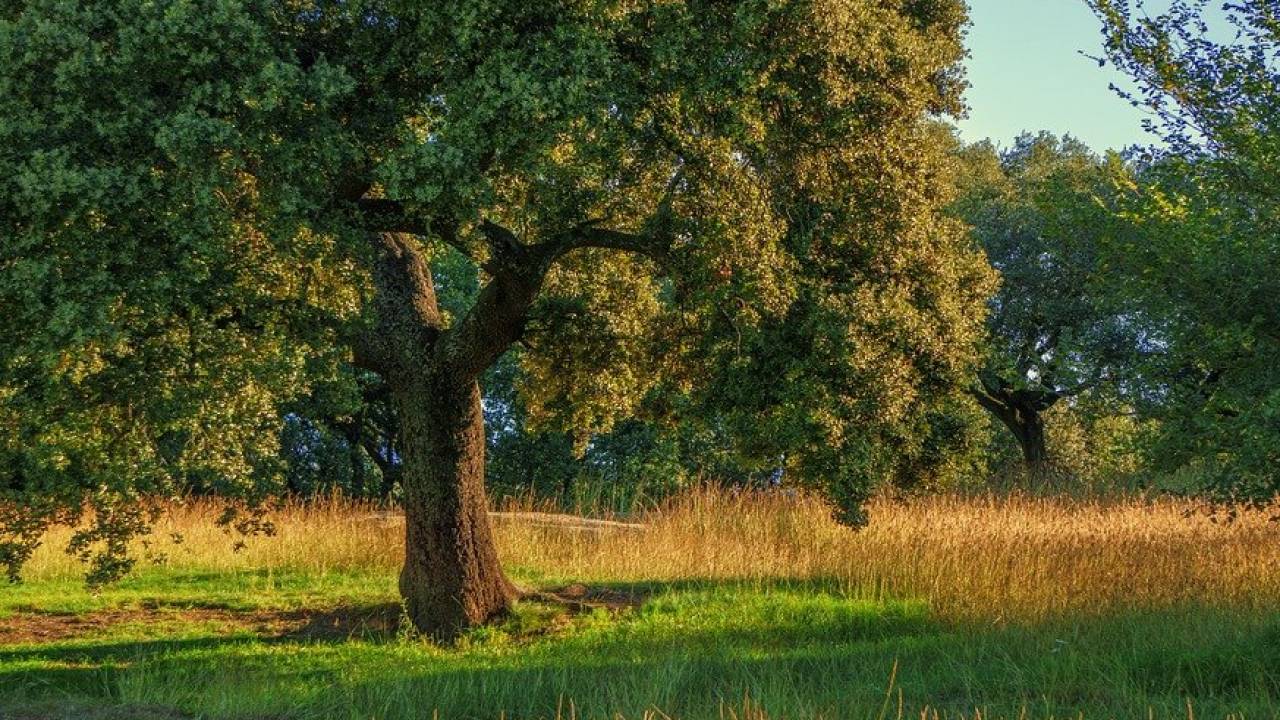 Два млрд деревьев высадят в Казахстане 