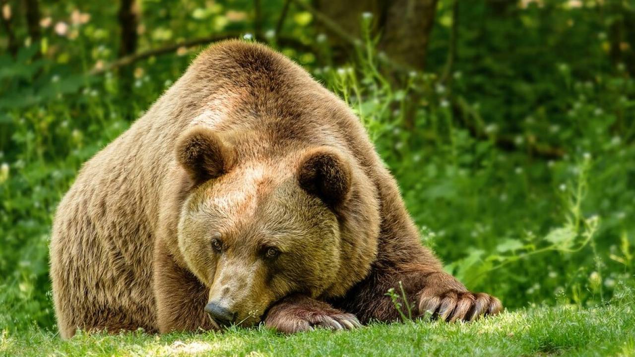 Голодающим цирковым медведям из Шымкента нашли новый дом