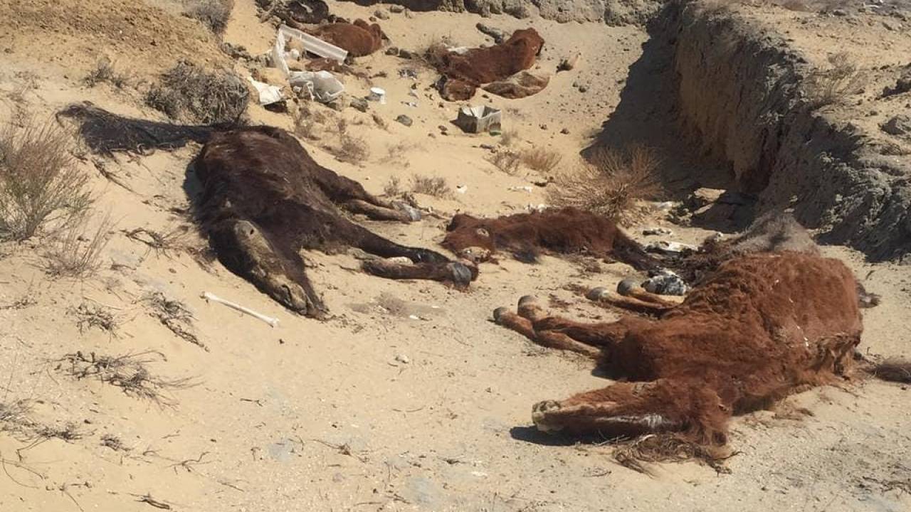 Из-за засухи в Кызылординской области продолжает гибнуть скот