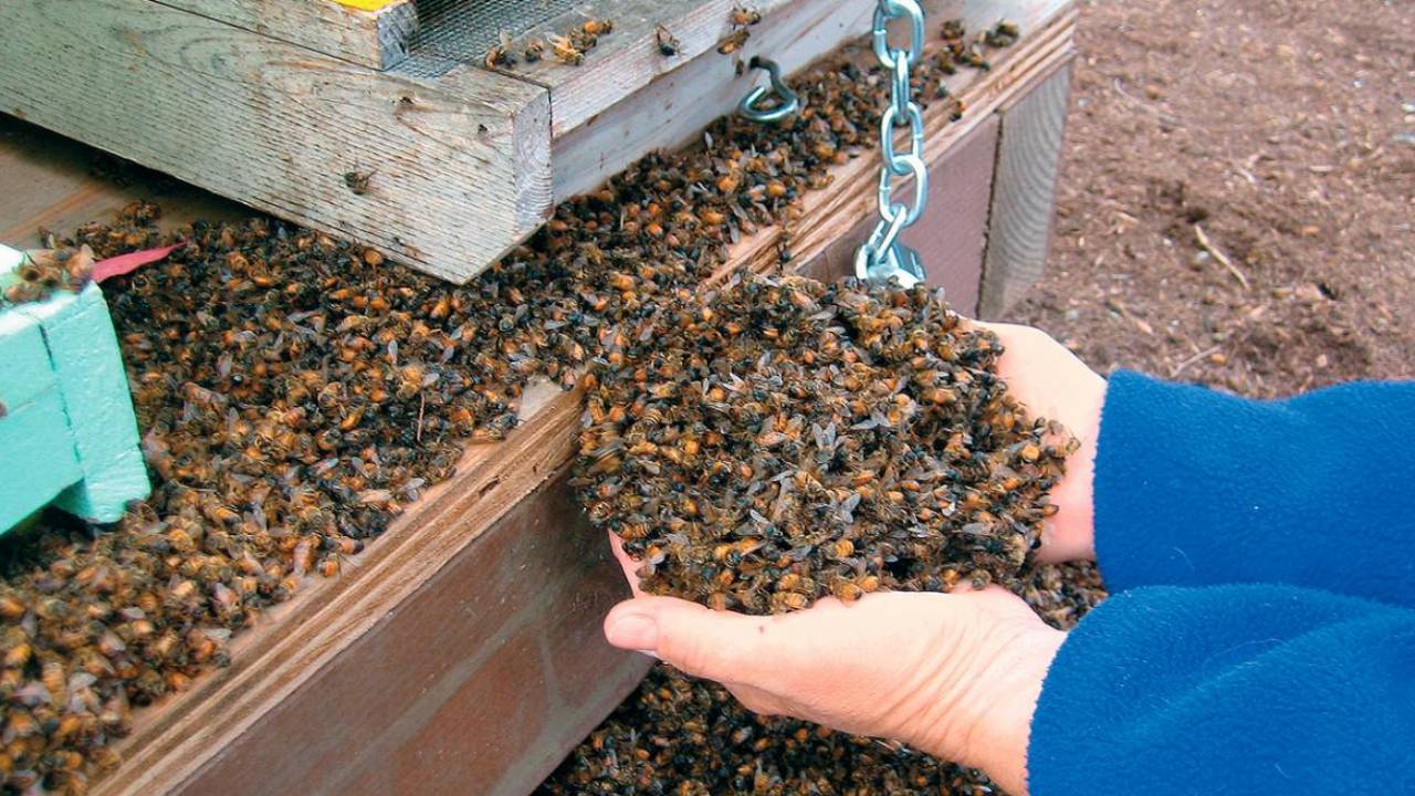 Казахстанский пчеловод заявил о массовом вымирании пчел из-за сельского хозяйства