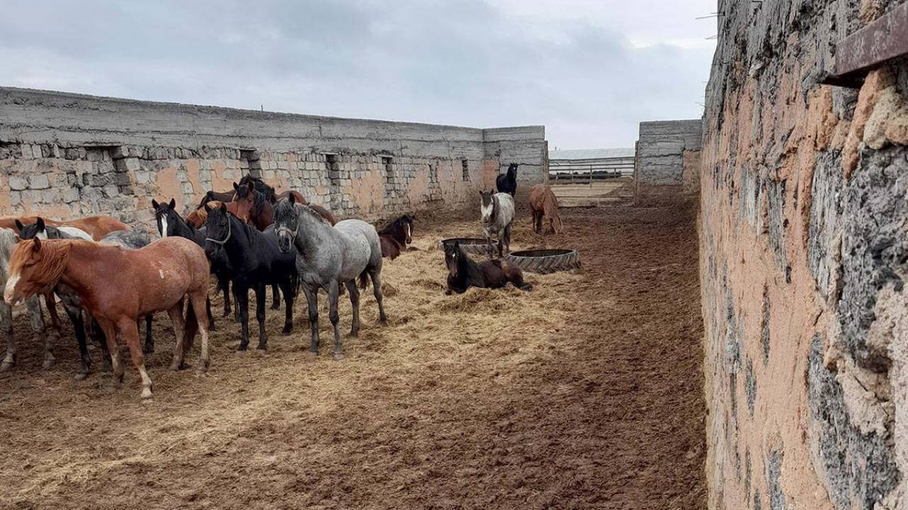 Конокрады увели у пенсионера лошадей на 9 миллионов тенге в Жамбылской области
