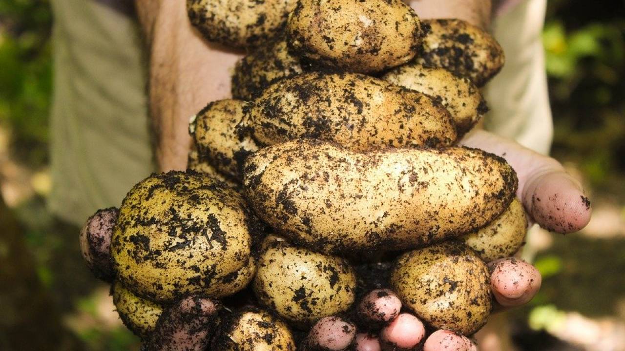 Кто виноват в росте цен на картофель
