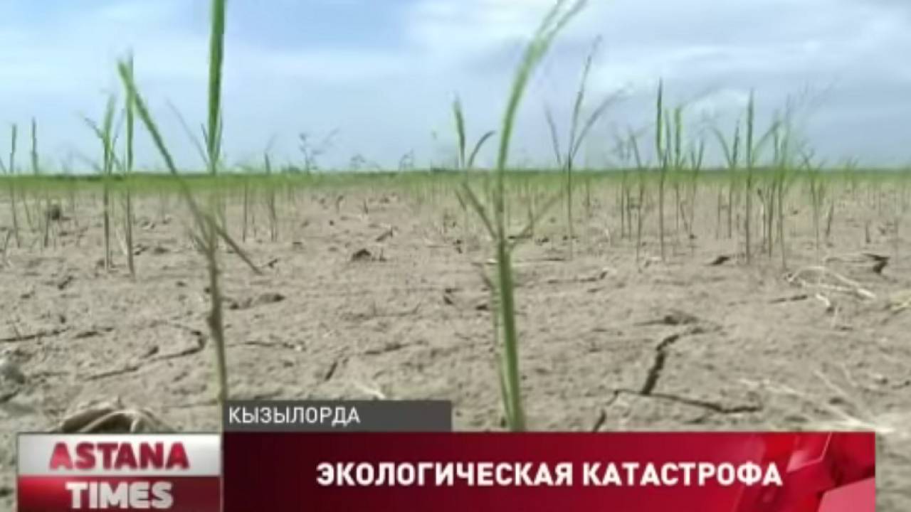 Кызылординцы значительно сократили посевы риса. Названа причина