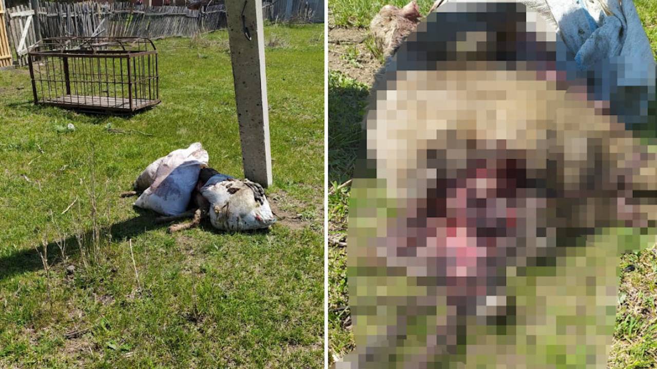 Медведь-дебошир убивает домашний скот в ВКО
