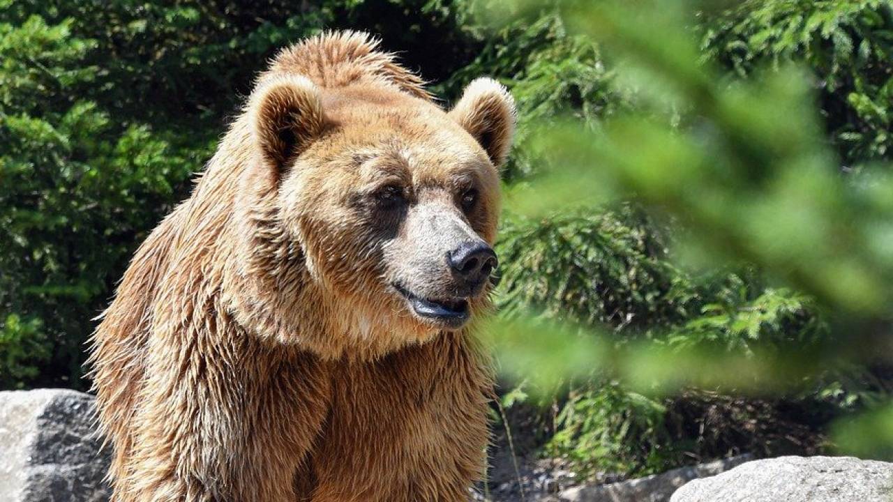 Медведь гонялся за мужчиной и его псом во дворе дома в ВКО