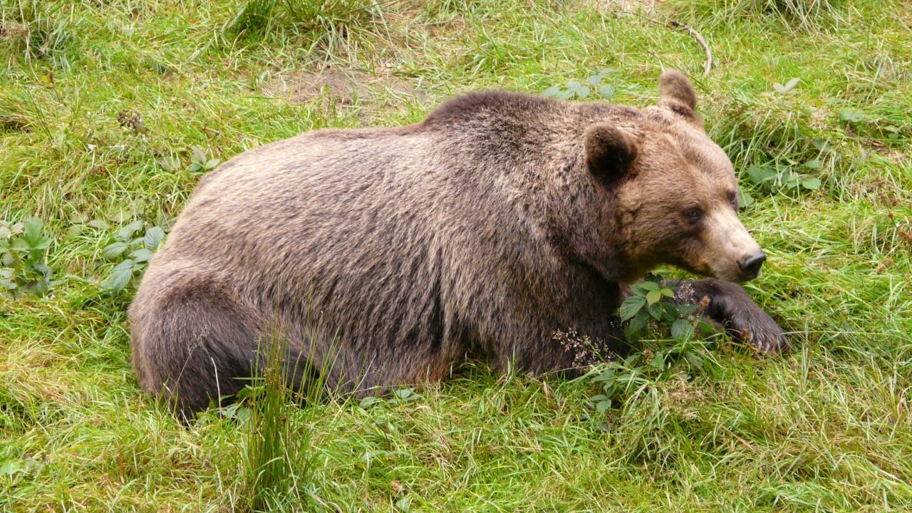 Медведь разоряет окрестности городка в ВКО