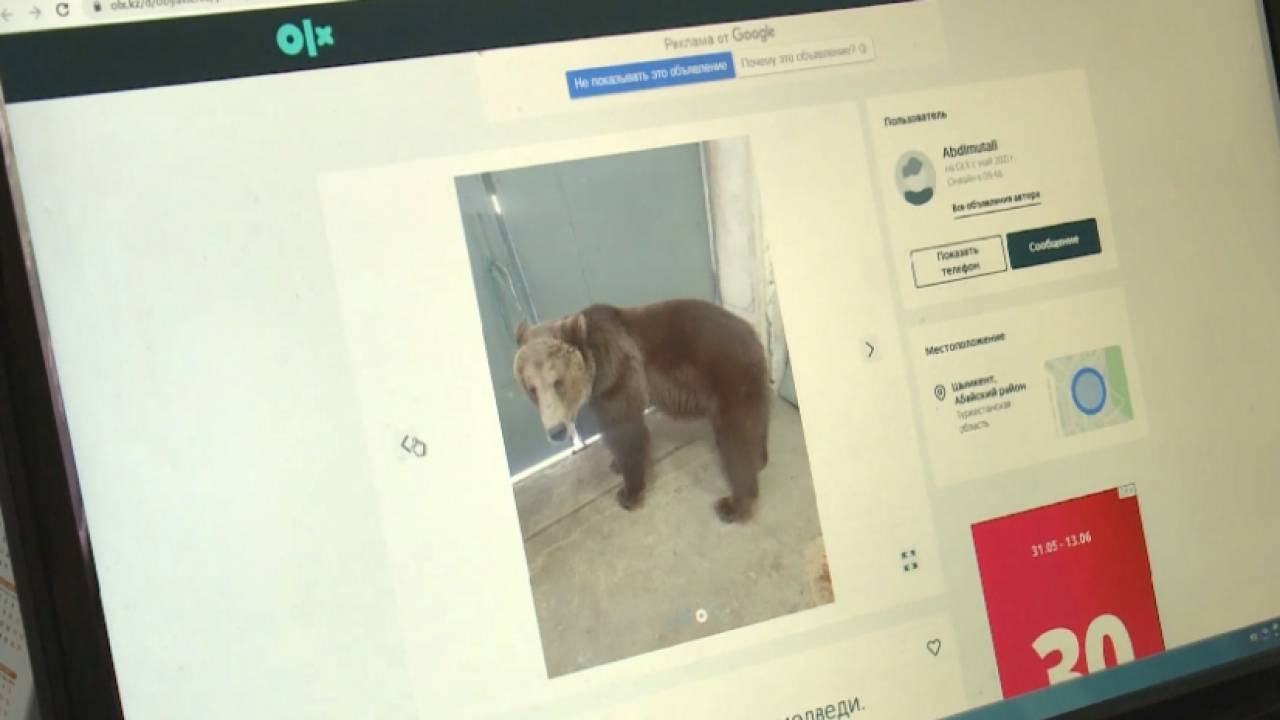 Медведей из цирка продают в Шымкенте
