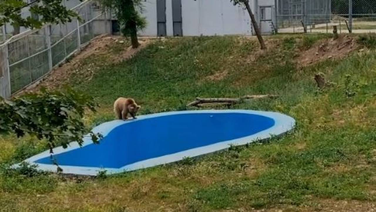Медведи из зоопарка Алматы переехали в новый дом
