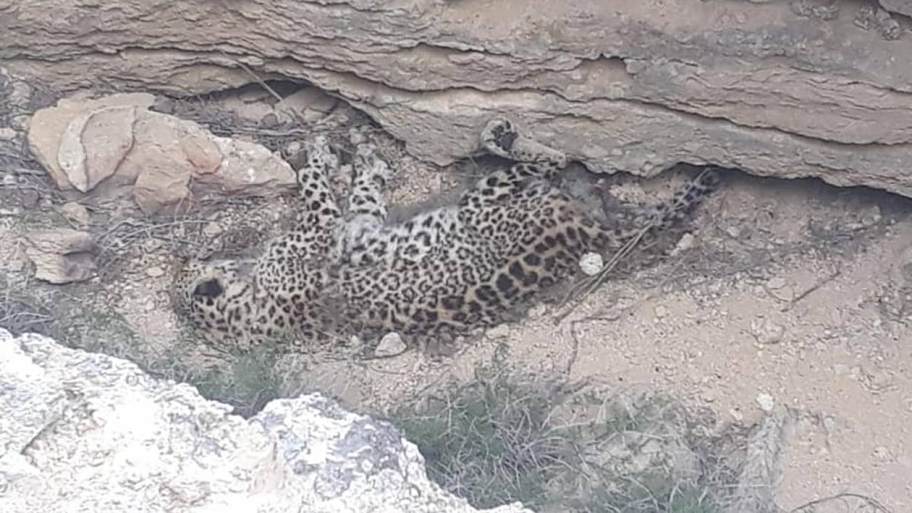 Мертвого леопарда нашли в Казахстане