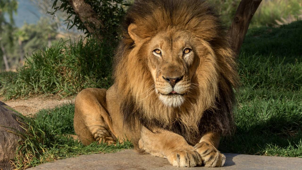 Мертвого льва нашли в городском парке Караганды