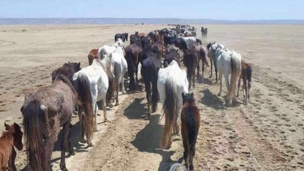 На спасение умирающих от голода лошадей в Мангистау выделят 200 млн тенге
