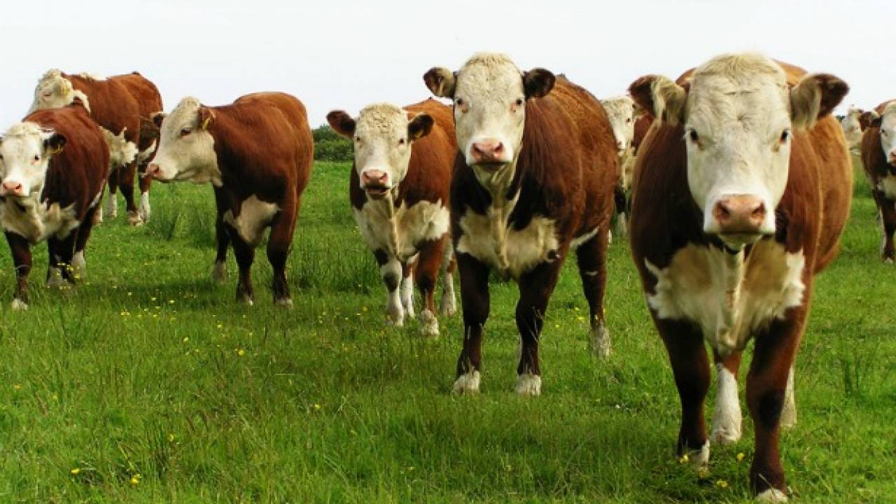 Неизвестная болезнь продолжает уничтожать скот на границе Казахстана с Китаем