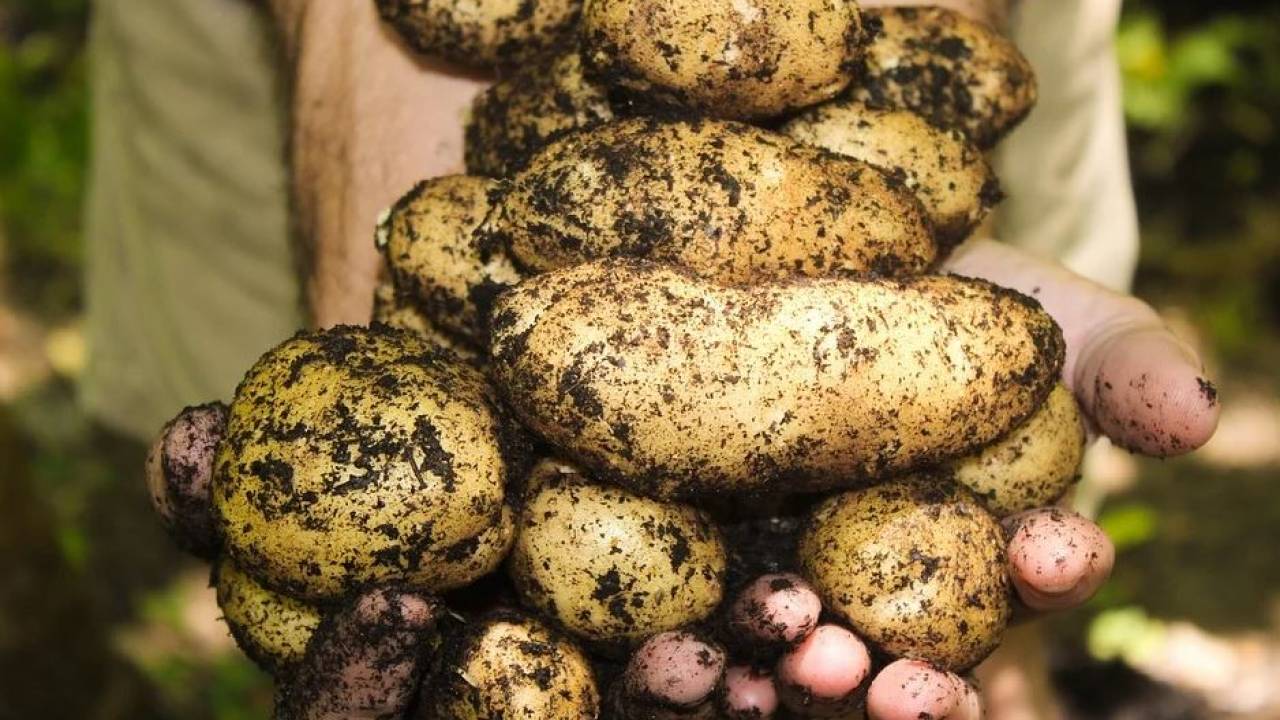 Почему в Казахстане подорожал картофель