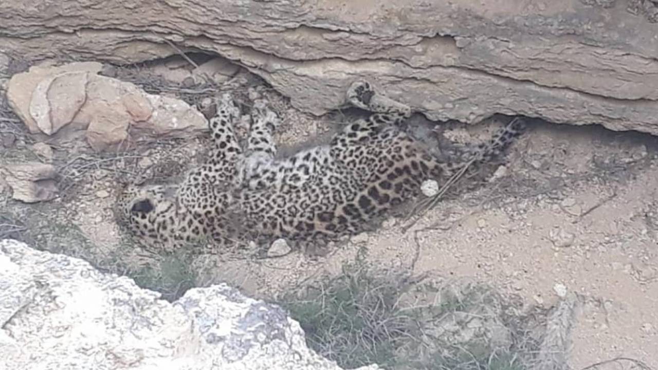 Появились новые данные о смерти леопарда в Мангистау