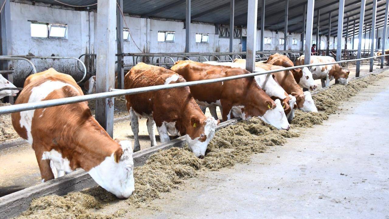 Производство молочных продуктов растет в Акмолинской области