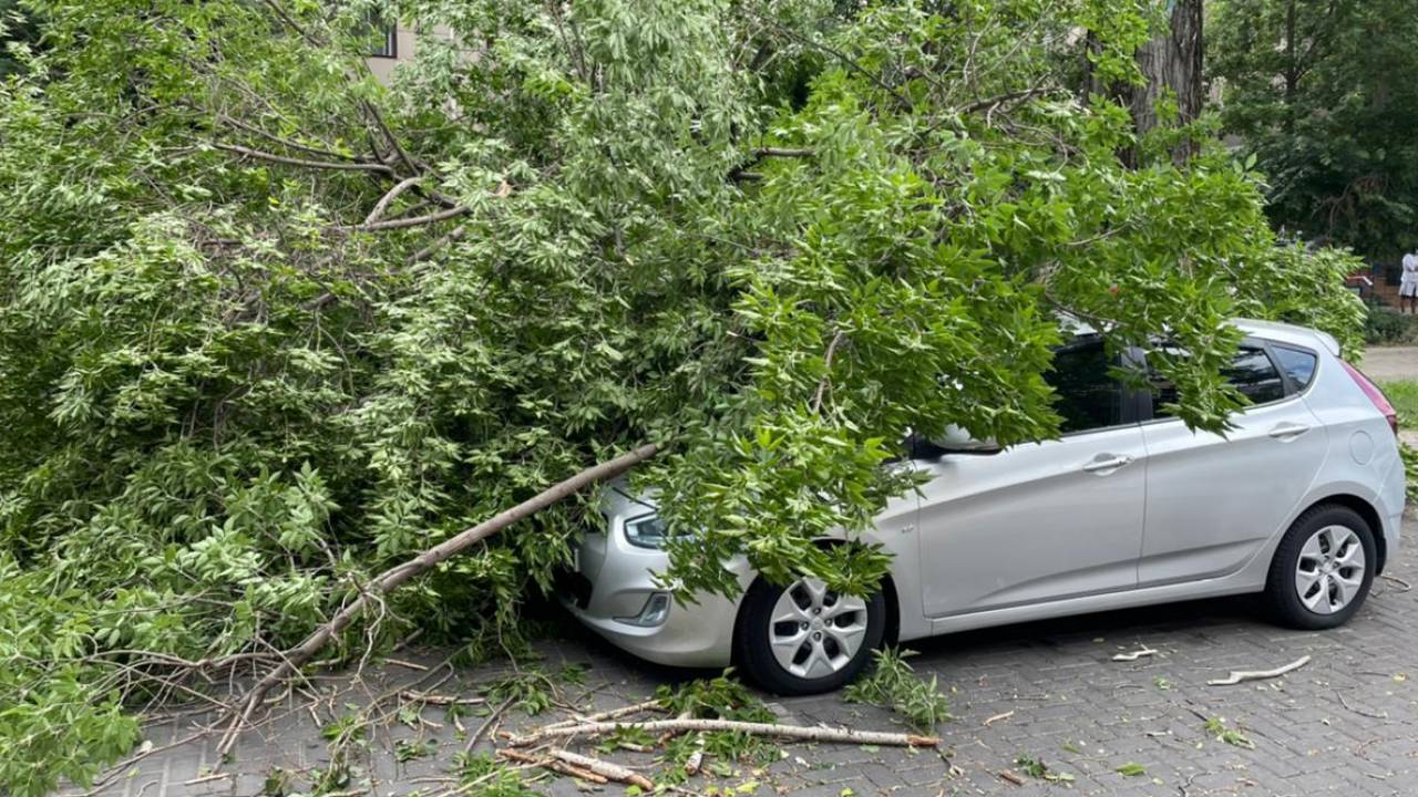 Сильный ветер в Алматы причинил ущерб транспорту и зеленым насаждениям