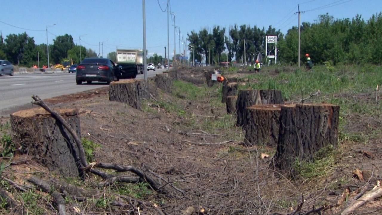 Скандал из-за вырубки деревьев разгорается в Алматинской области 