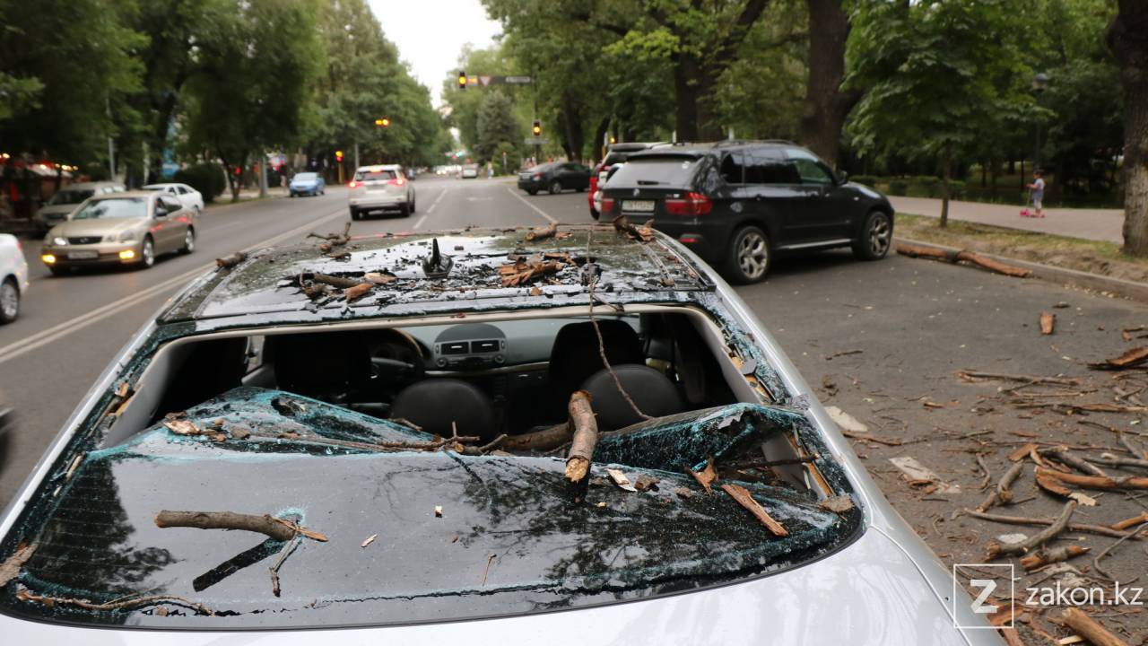 Сухая ветка рухнула на дорогу в Алматы – пострадали 5 машин