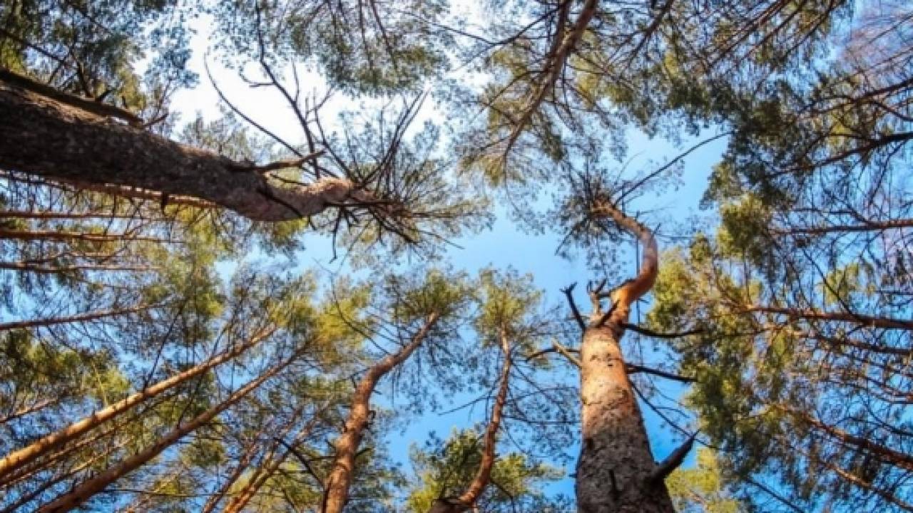 Уникальная лесопосадка может исчезнуть в СКО