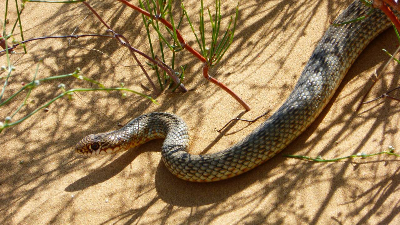 В Казахстане активизировались змеи