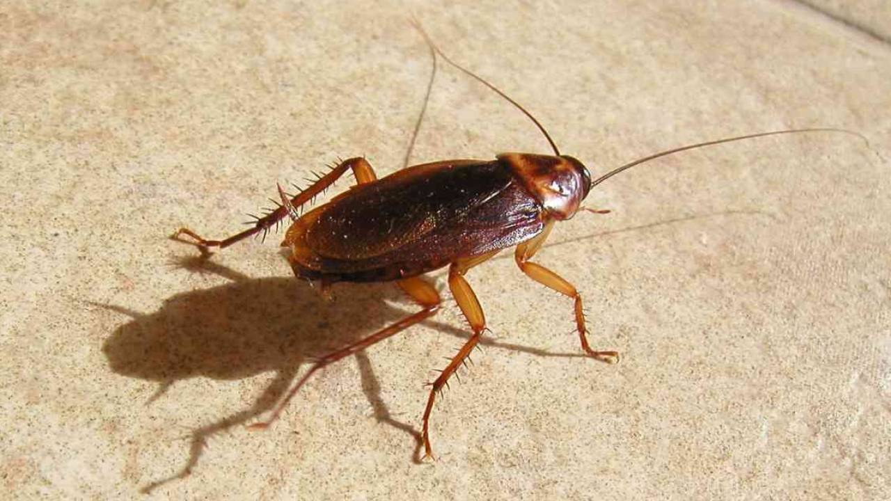 Владельца кишащей тараканами квартиры в Актау заставили провести дезинфекцию