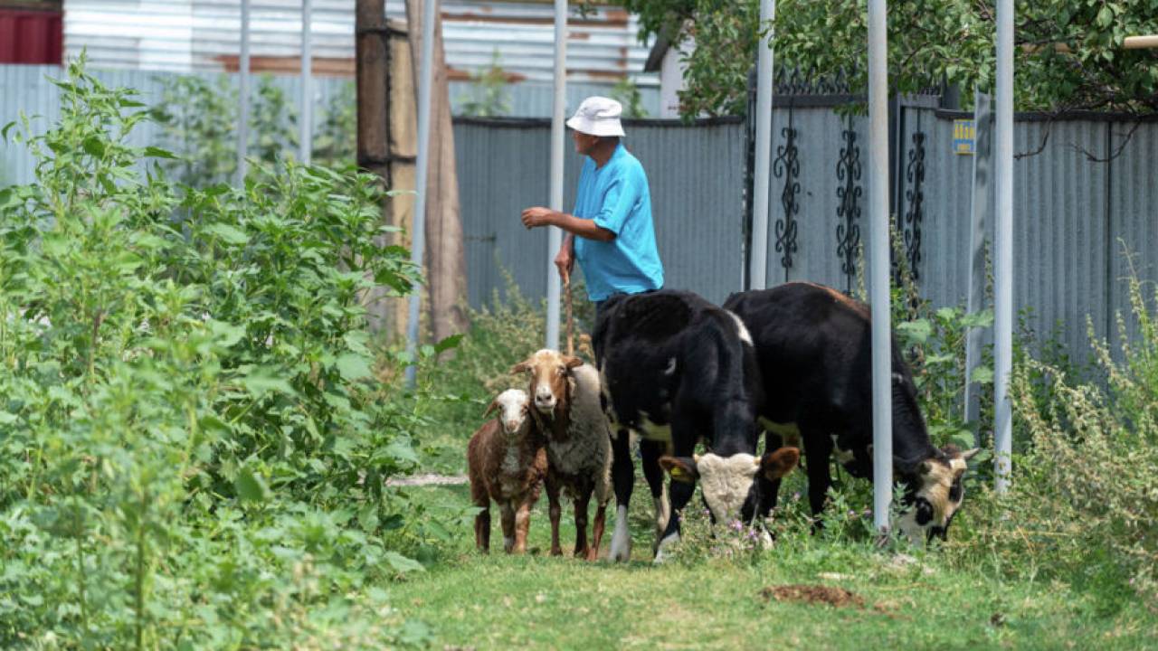 Земли вокруг поселка отдают бизнесу: близ столицы сельчанам негде пасти скот