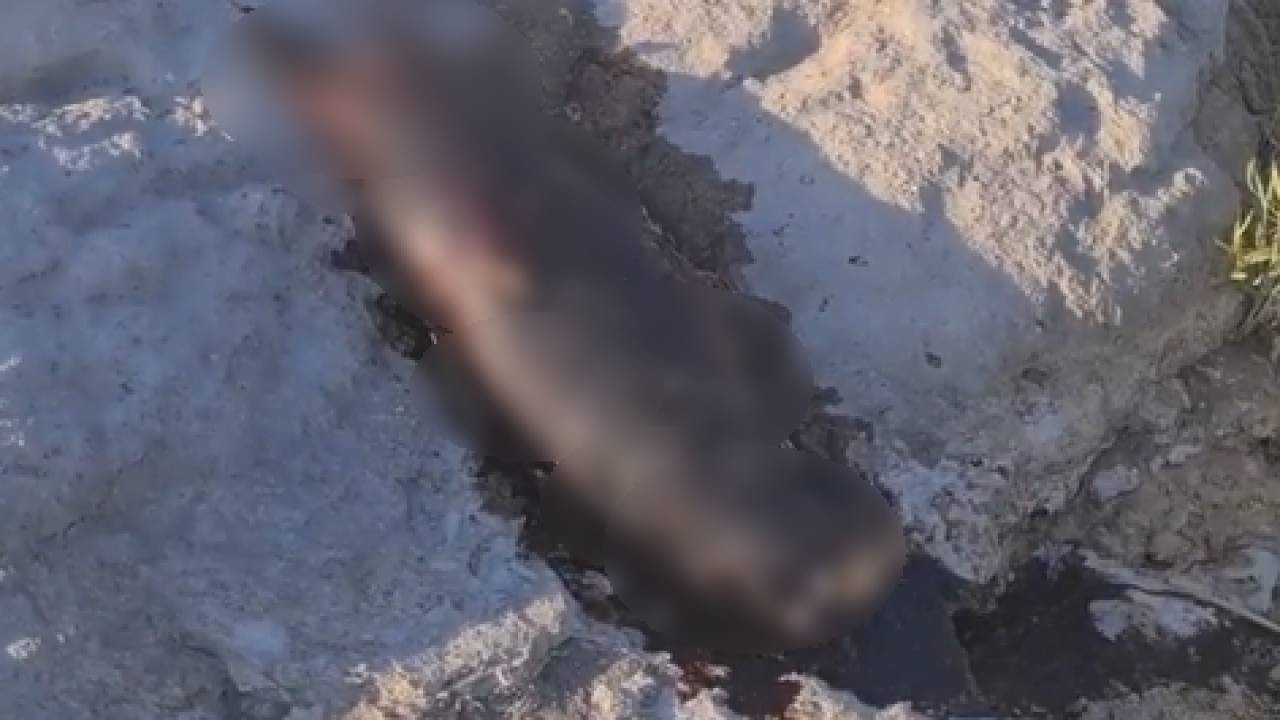 Окровавленного мертвого тюленя нашли на набережной Актау