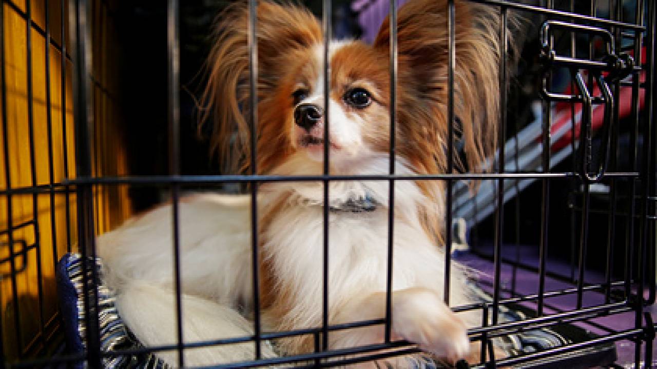 Собак из Казахстана запретили ввозить в США