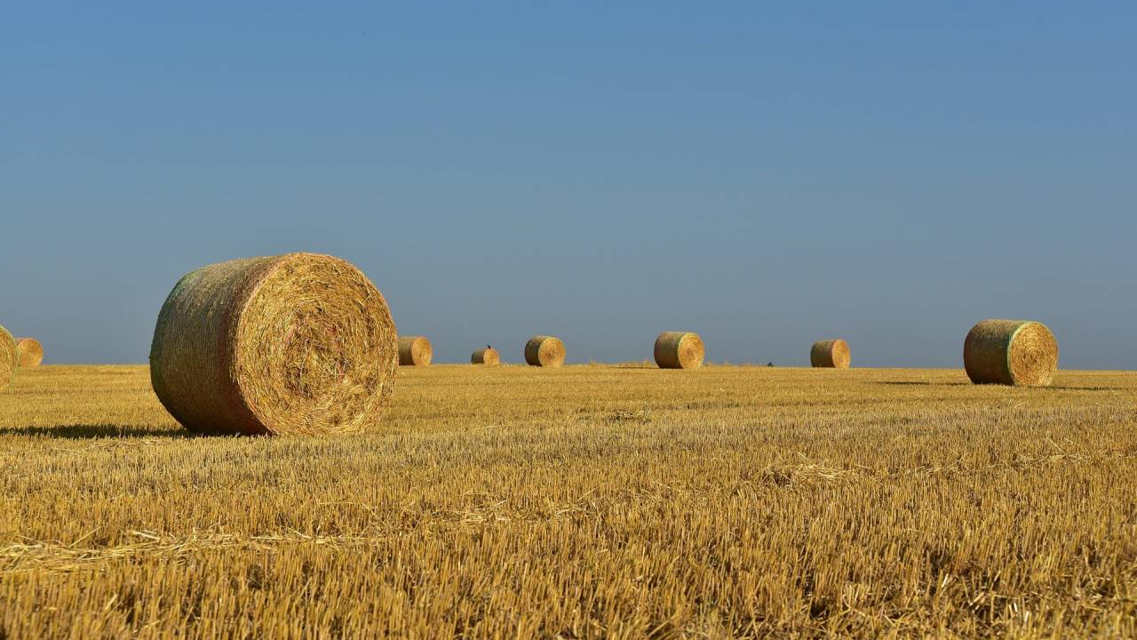 Названа причина роста цен на сено и отруби в Казахстане