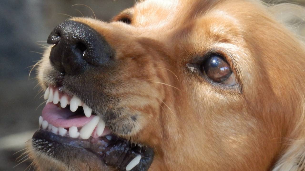 В ЗКО бродячие собаки нападают на скот